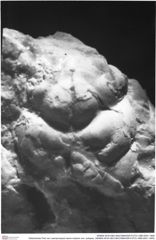 Historisches Foto von Laeviprosopon laeve medium nov. subspec. (NHMW-AFW-GEO-BACHMAYER-FOTO-1990-0041-1900)